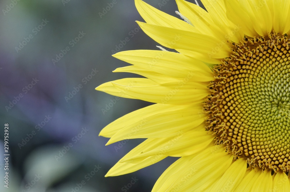 Obraz premium sunflower on a blue background