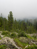 Conifers cedars and trees among the stones in the fog. Siberian taiga Western Sayan.