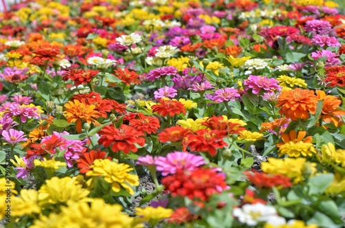 colorful flowers in the garden © Gaijineyeview