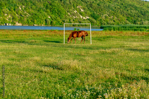 The young horse who is grazed on a summer meadow.