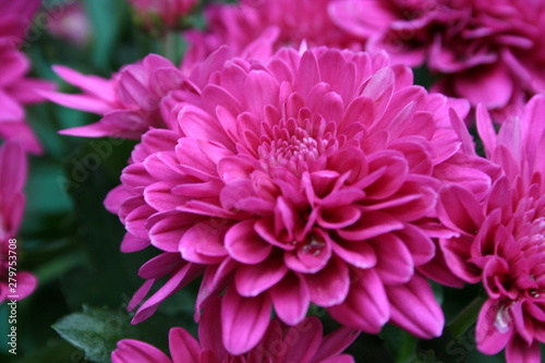 Blüte