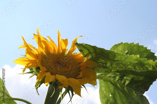 Sonnenblume