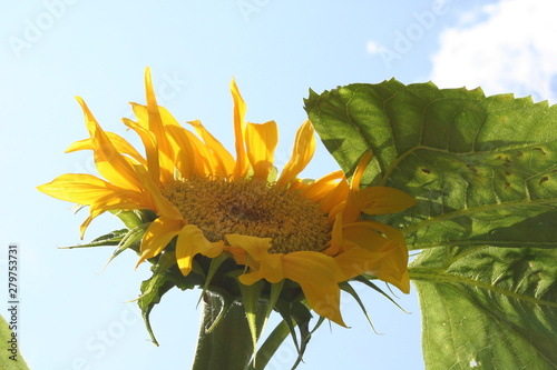 Sonnenblume