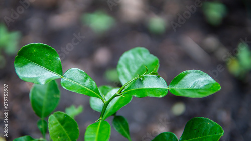 Little bergamot tree in the garden Agriculture background
