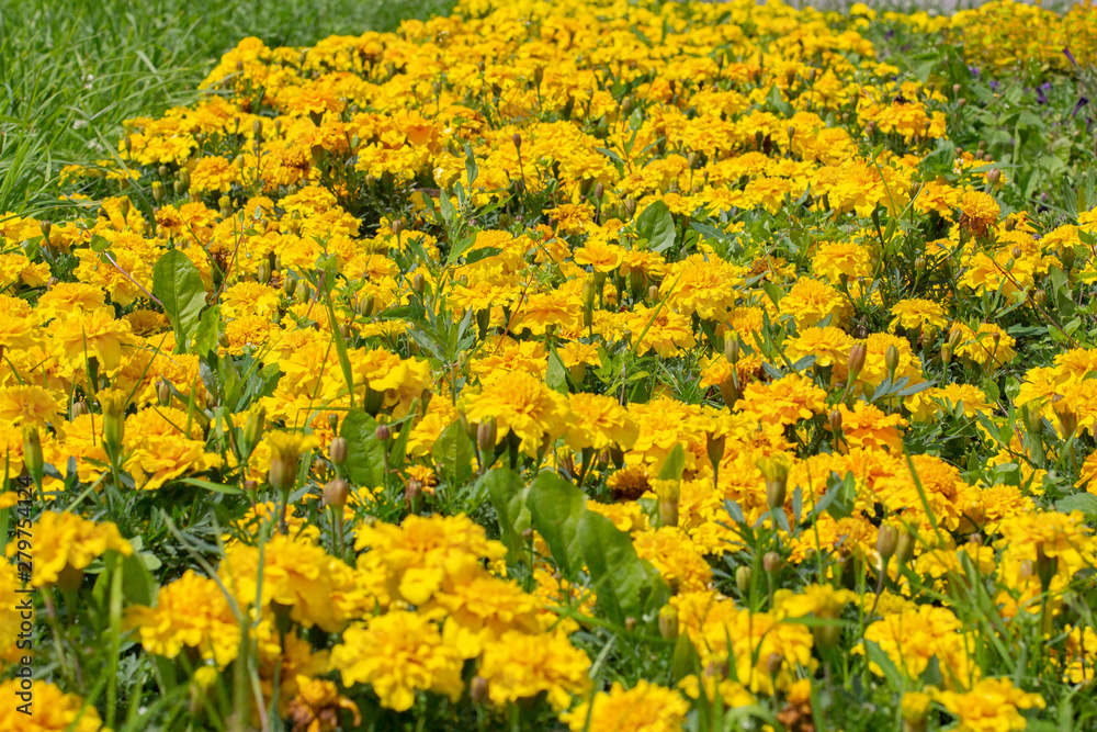 Tagetes is a genus of the sunflower family Asteraceae. Yellow flowers Tagete marigold in the park, decoration background wallpaper horizontal postcard