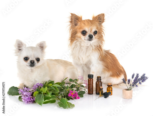 alternative medicine for dog