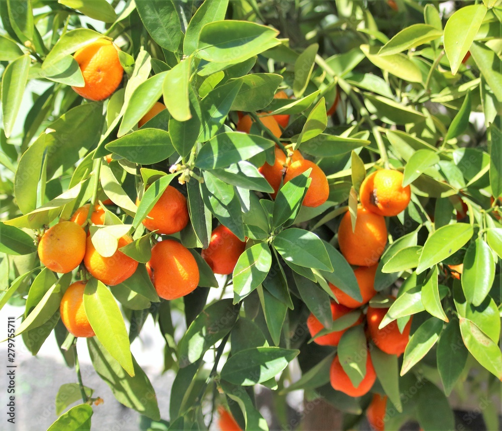 evocative image of Sicilian mandarins on tree