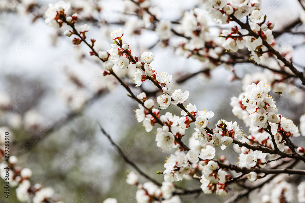 Beautiful white branches of a blooming apricots in the spring in the background blue sky the bee Beautiful white branches of a blooming apricots in the spring in the background blue sky the bee