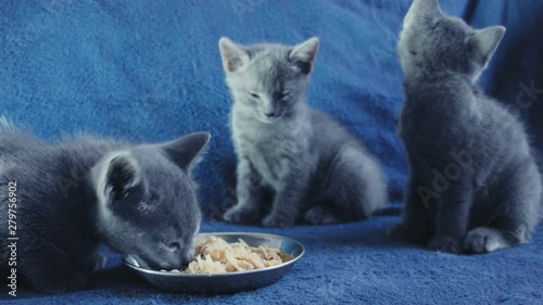 Close-up of a thoroughbred russian blue kittens on a blue background. Recorded on Blackmagic camera in Raw format.