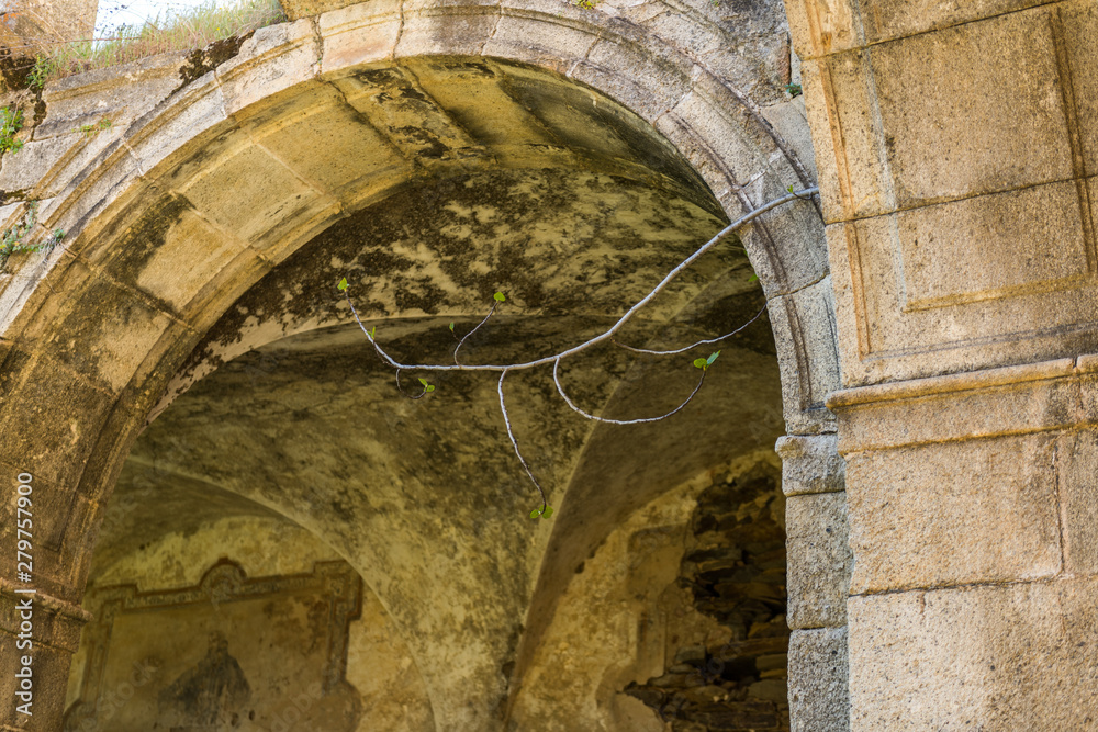 A fig tree branch grows in an arch of the cloister of the abandoned convent of San Antonio de Padua, Garrovillas