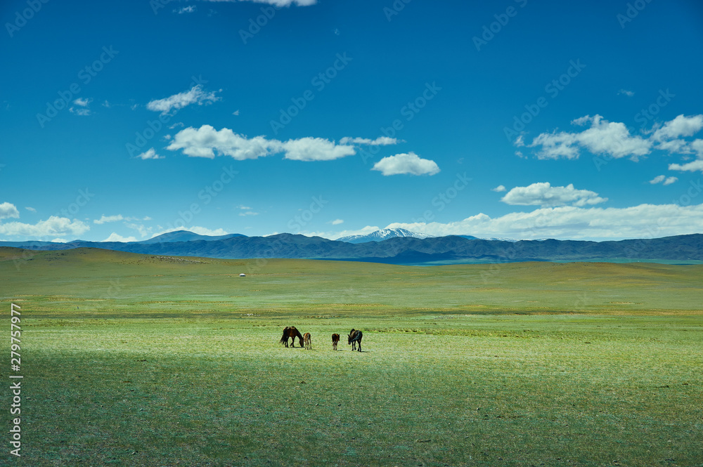Mare with a cute foal on the pasture, Mongolian landscape