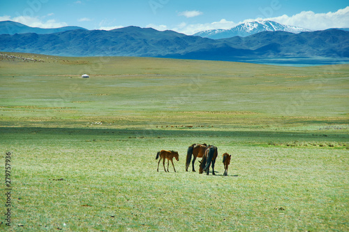 Mare with a cute foal on the pasture, Mongolian landscape photo