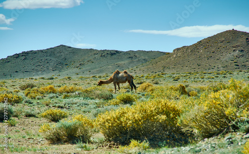 Typical Mongolian landscape wild camels photo