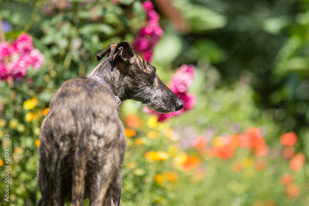 gestromter Windhund vor bunten Sommer Blumen gestromter Windhund vor bunten Sommer Blumen