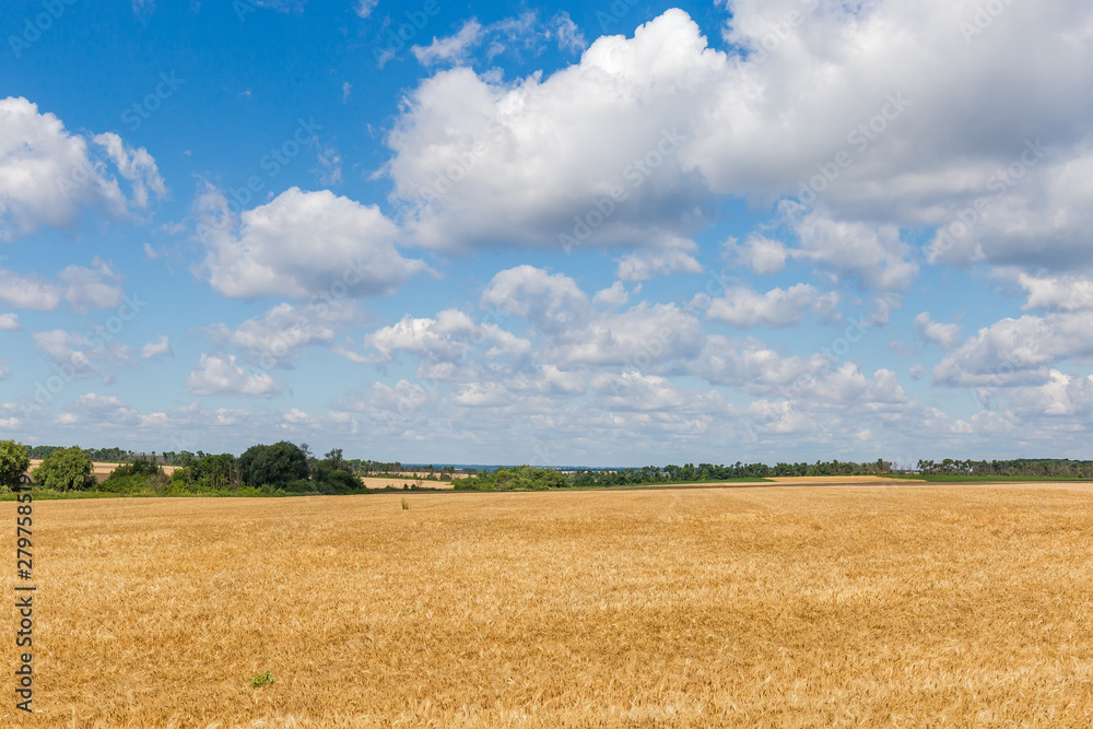 Fields of the ripe wheat among the forest belts