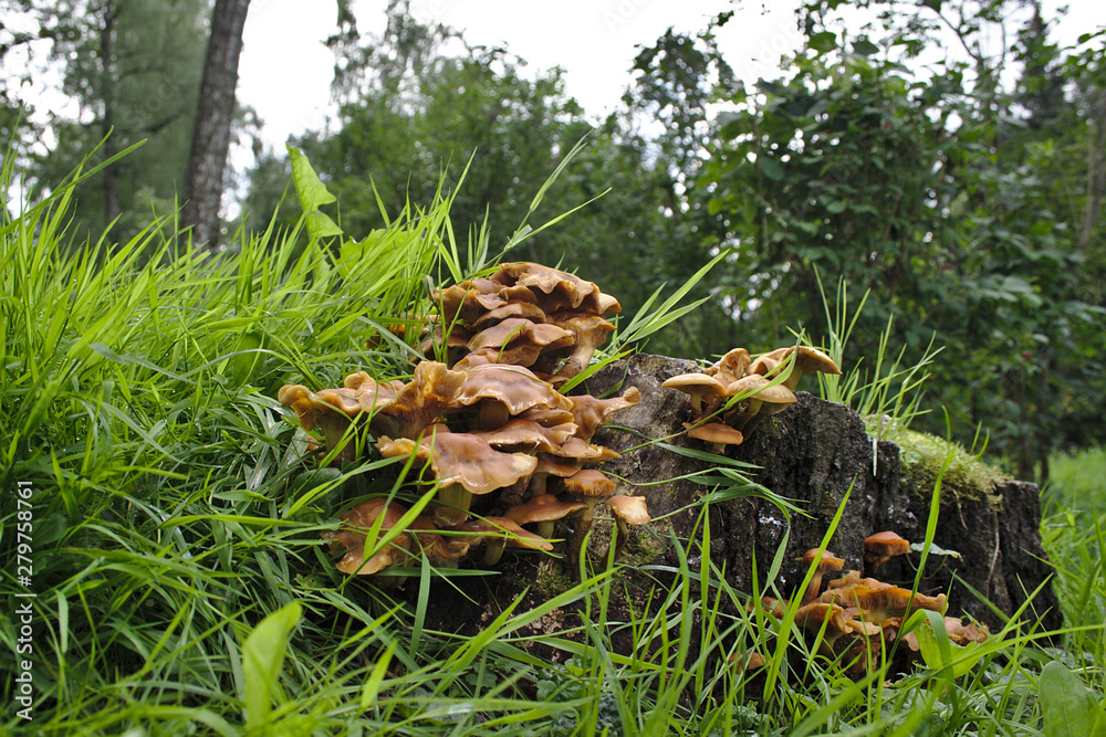  family of mushrooms on a rotten stump