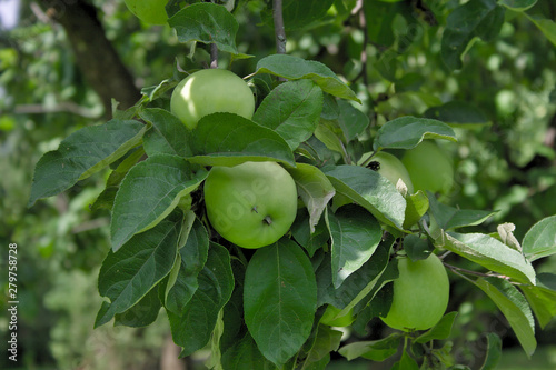 apples on a branch in the garden