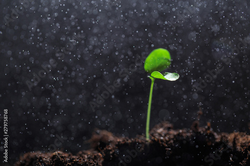 The seedling are growing from the rich soil to the morning sunlight that is shining, ecology concept. - Image