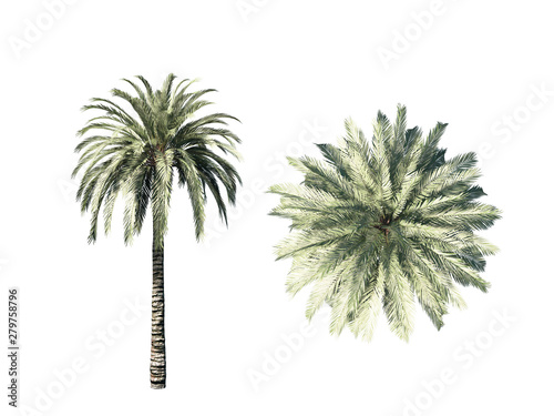 Palm phoenix tree. Isolated...