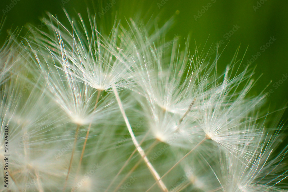 Fototapeta premium Close-up photo of Dandelion flower