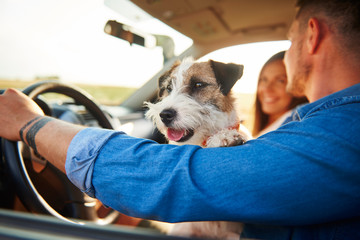 Happy dog in car during road trip