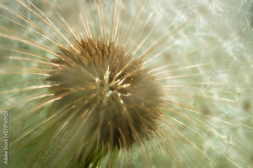 Close-up photo of Dandelion flower © diyanachar