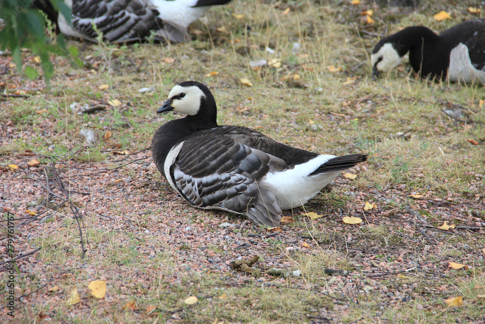 Flock of white-cheeked geese in Finland nature Flock of white-cheeked geese in Finland nature