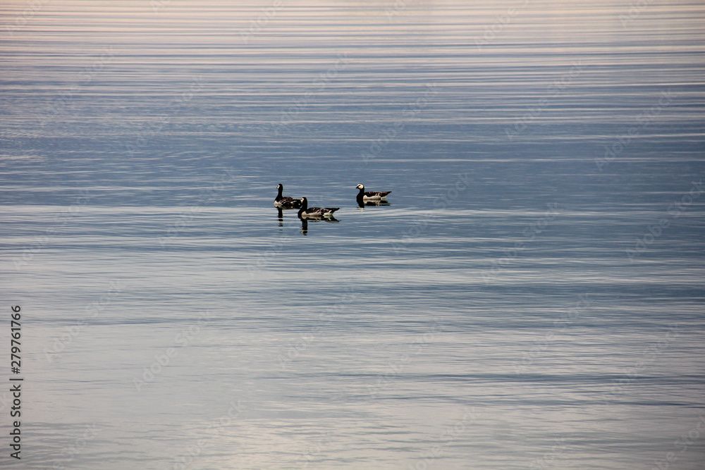 Fototapeta premium Flock of white-cheeked geese in Finland nature
