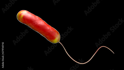 Legionella pneumophila bacterium, the causative agent of Legionnaire's disease, 3D illustration photo