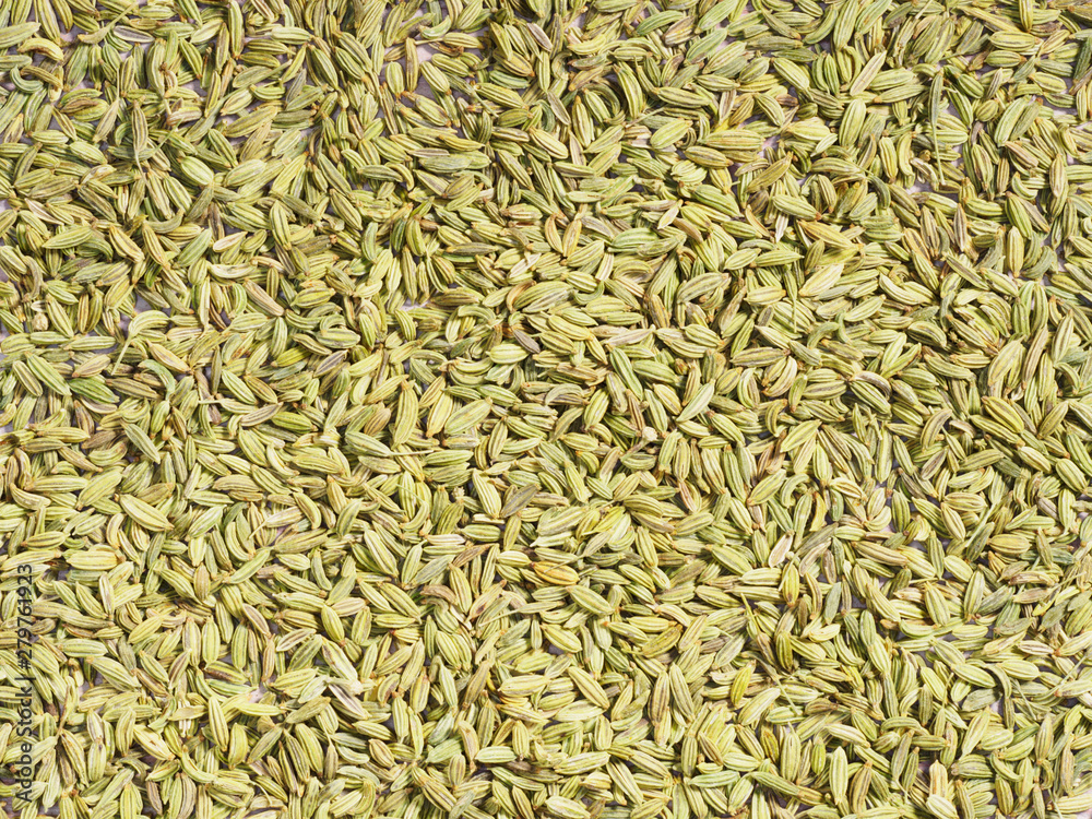 Spice Fennel (Foeniculum vulgare) as background