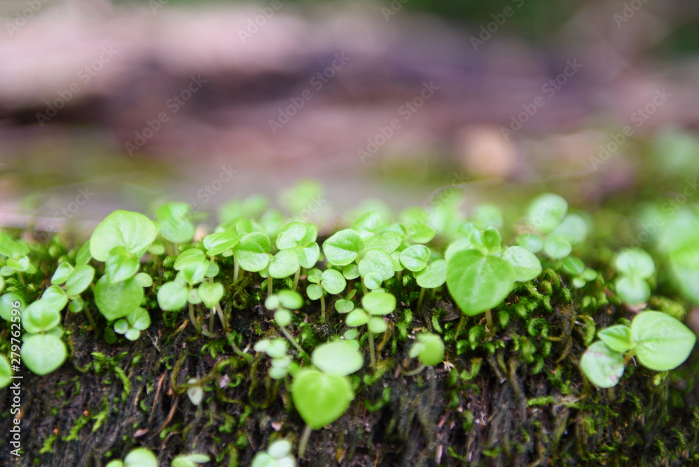 little plant young sprout growing on green moss in the rainforest nature , close up little plant young sprout growing on green moss in the rainforest nature , close up