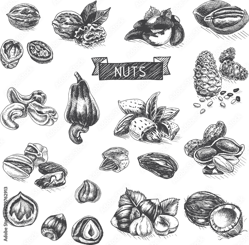 Fototapeta premium Vector background sketch walnuts, peanut, cashew, hazelnut, almonds, pistachio nut.