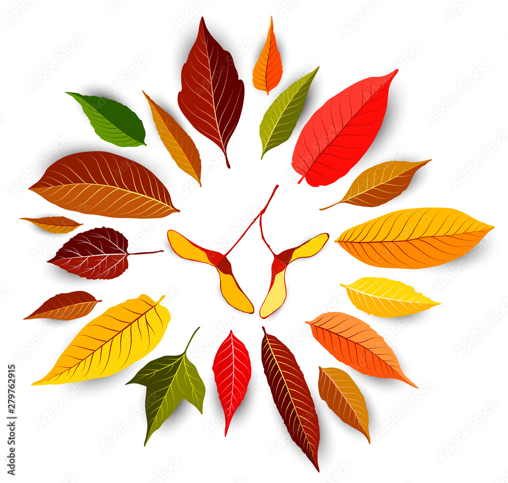 Set of colorful autumn leaves vector