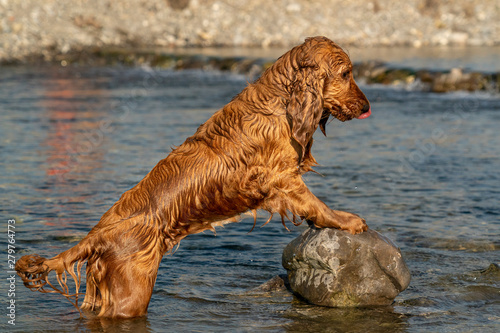 happy puppy dog cocker spaniel in the river