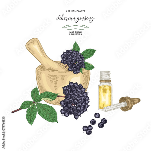 Siberian ginseng plant. Eleutherococcus senticosus or eleuthero hand drawn. Root, leaves and berries of Ginseng isolated on white background. Medicinal plant collection. Vector illustration.