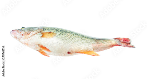 a live squid on a white background