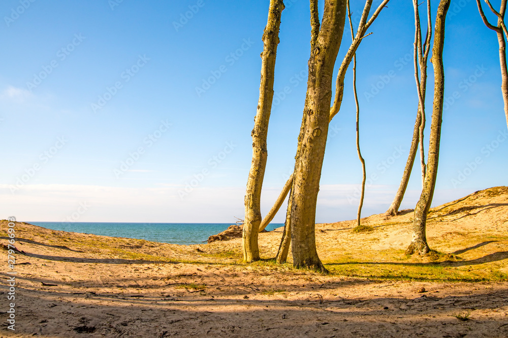 beach of the Baltic sea with dunes and trees beach of the Baltic sea with dunes and trees