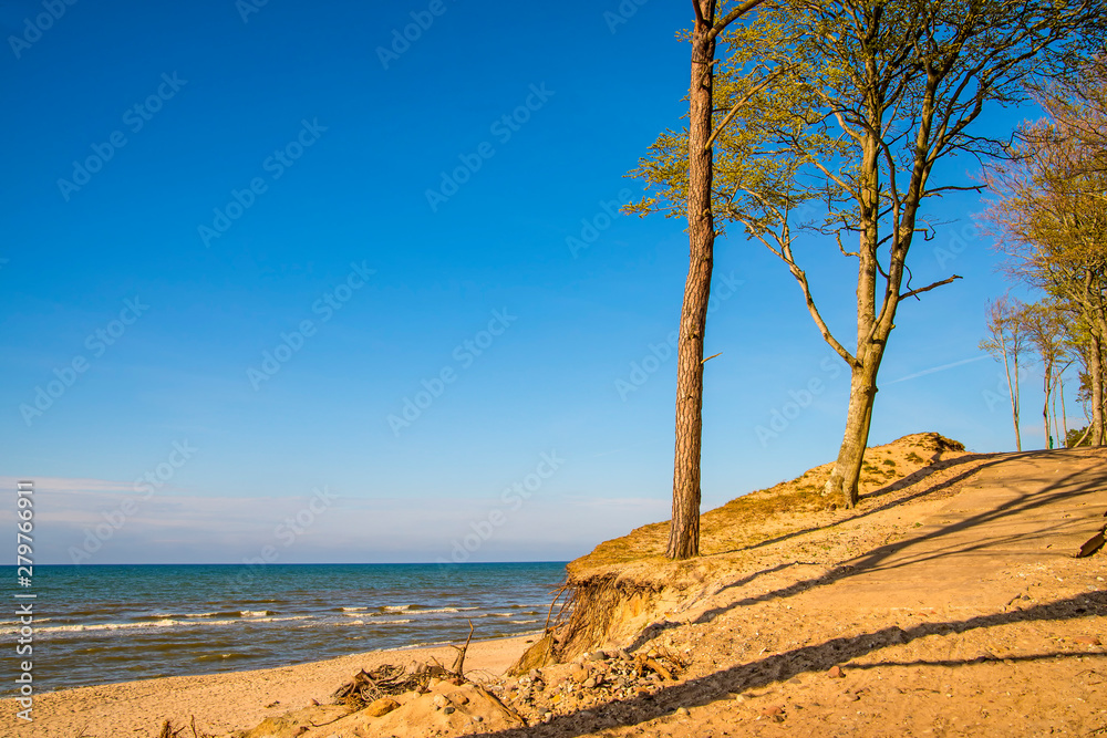 beach of the Baltic sea with dunes and trees