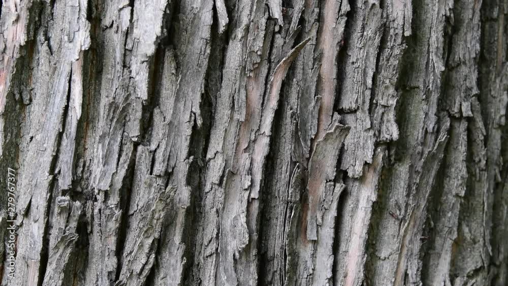 Ameisen laufen den Baum hoch und runter Ameisen laufen den Baum hoch und runter