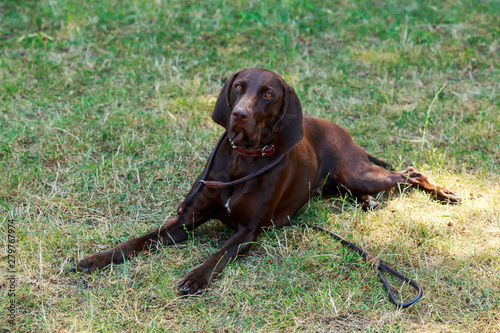 German Shorthaired Pointer