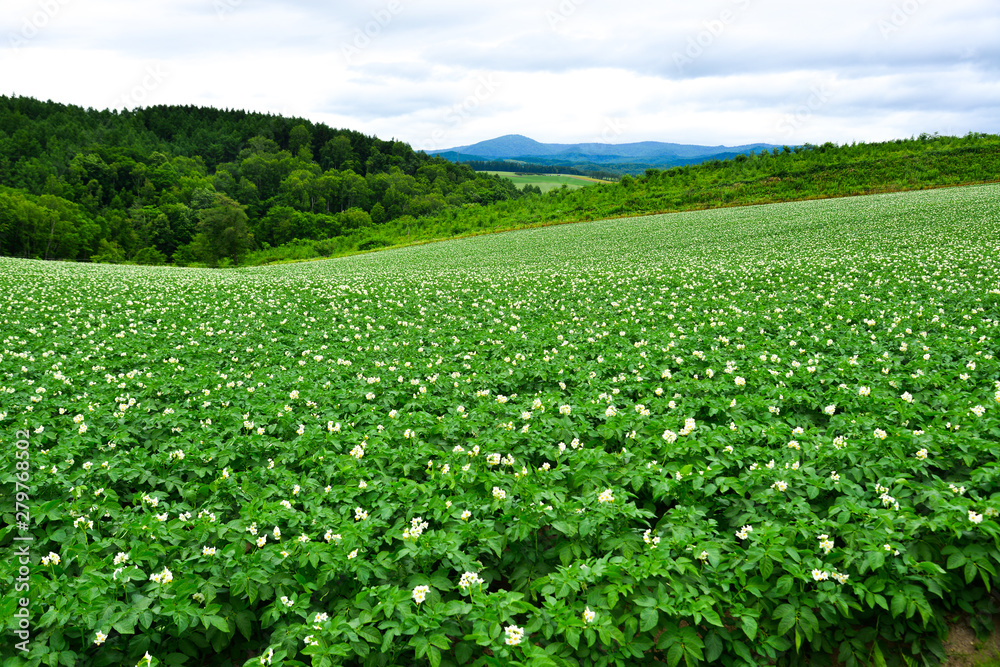 Beautiful rural scenery at summer day