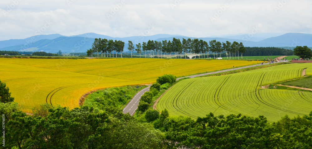 Obraz premium Beautiful rural scenery at summer day