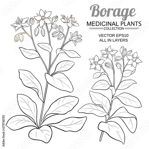 borage vector set photo