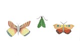 A set of butterflies on a white background watercolor illustration
