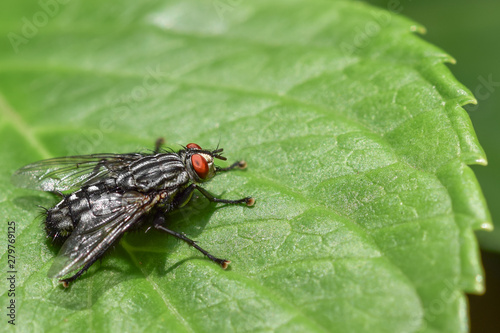 large fly on a leaf, macro close-up