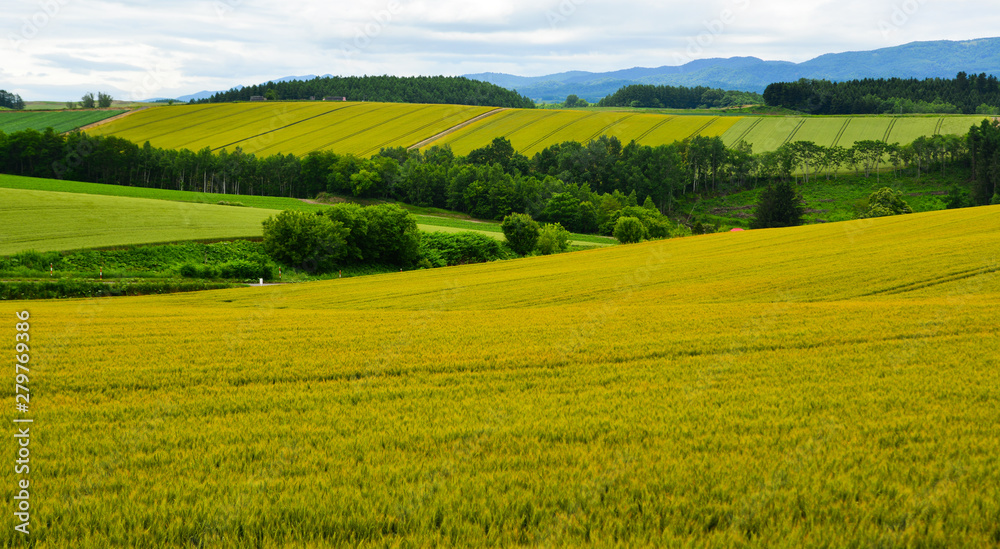 Beautiful rural scenery at summer day