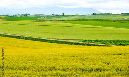 Beautiful rural scenery at summer day