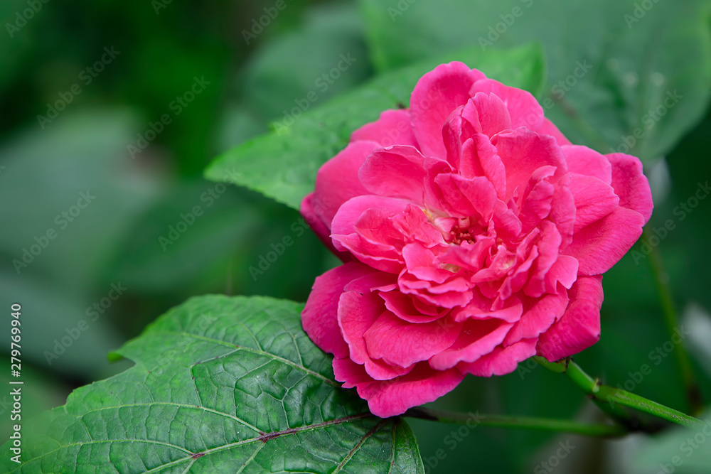 Close up Dark pink of Damask Rose flower