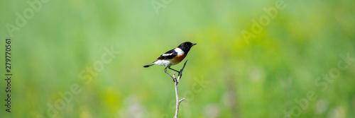 Common Stonechat or Saxicola torquata on branch in habitat