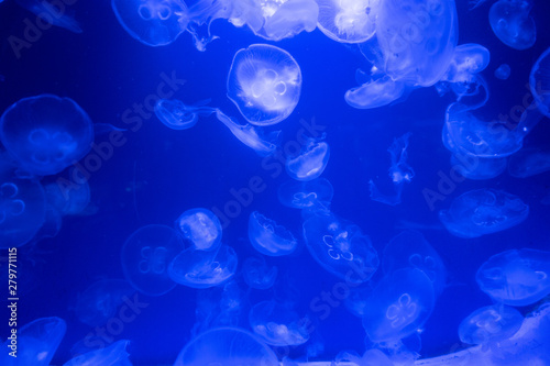 aquarium of jellyfish, fish, seaweed © Андрей Трубицын